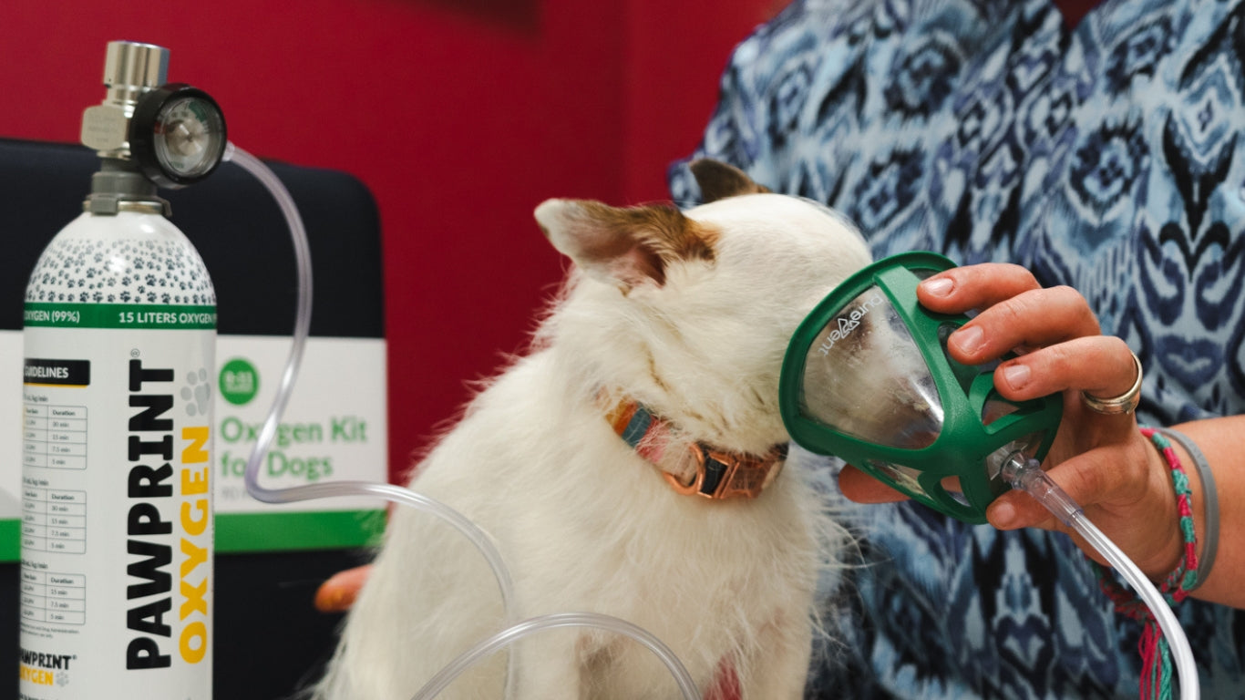 Small dog with oxygen mask over snout.