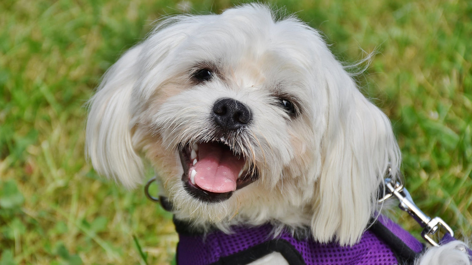 White dog looking at camera panting