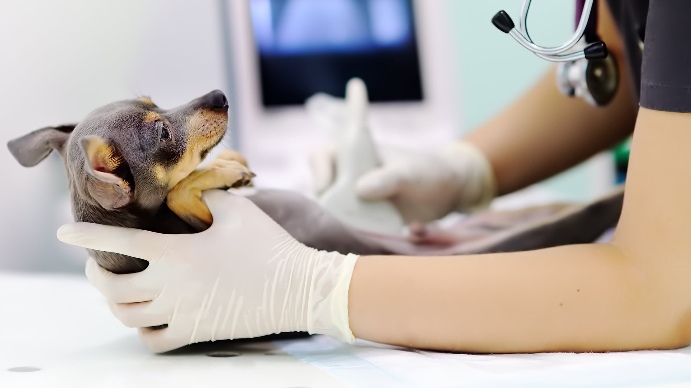 dog at vets office