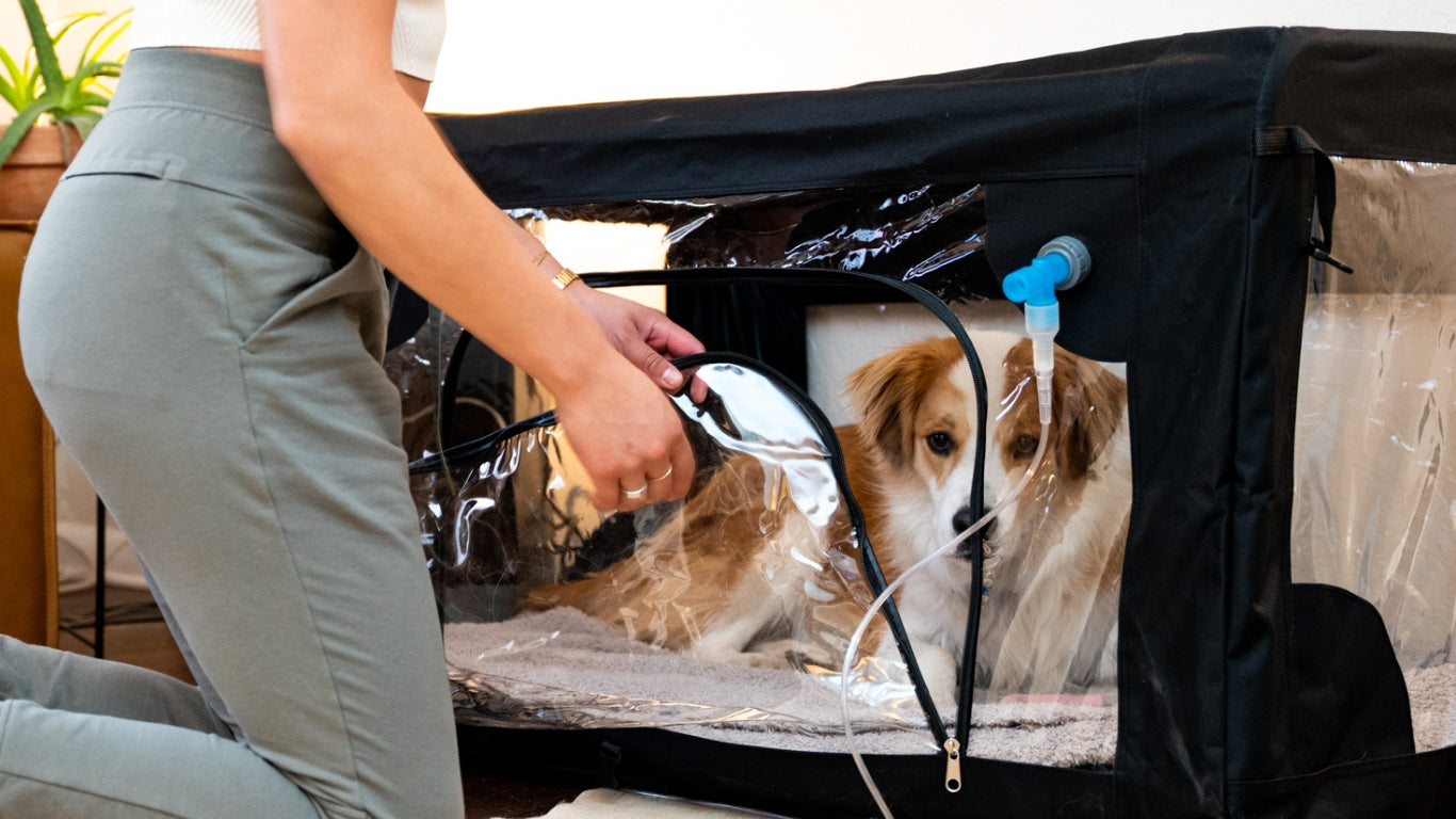 dog in an oxygen cage