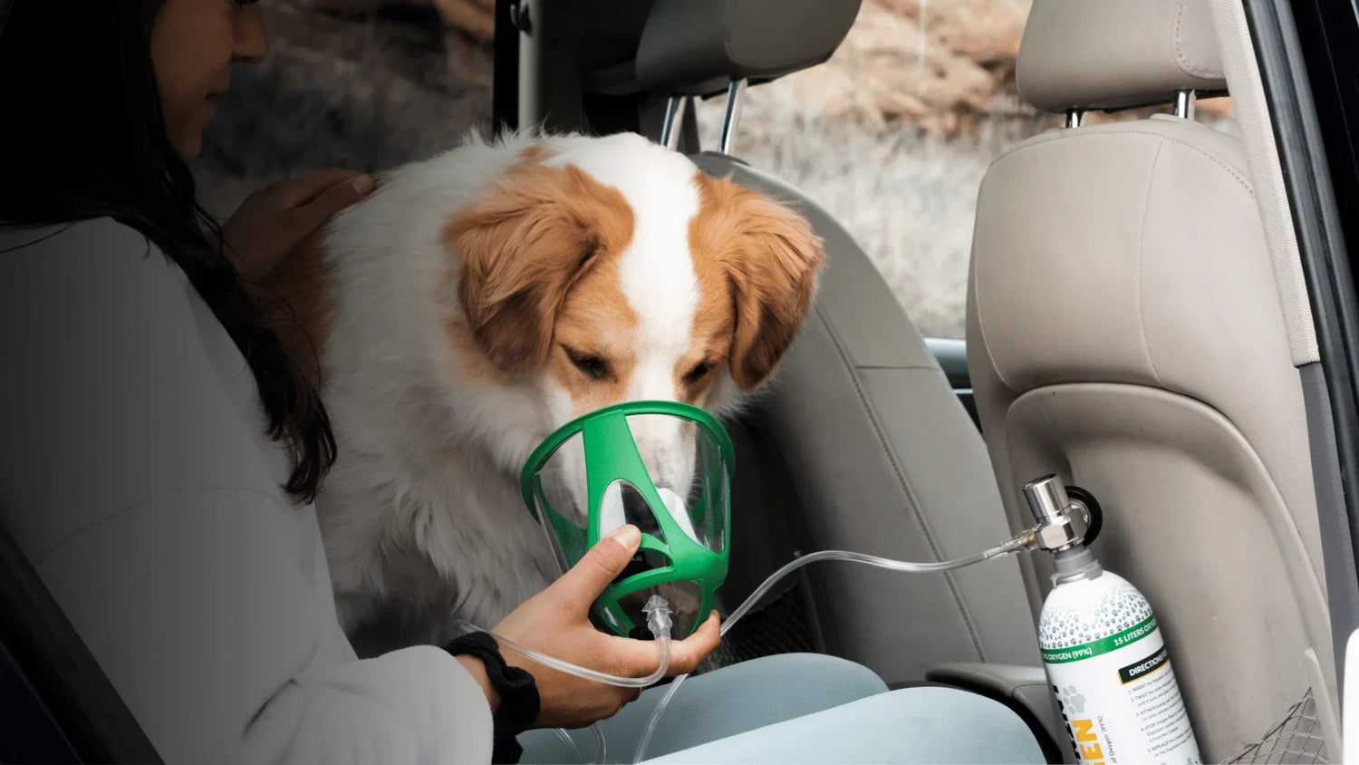 dog in the car with an oxygen mask