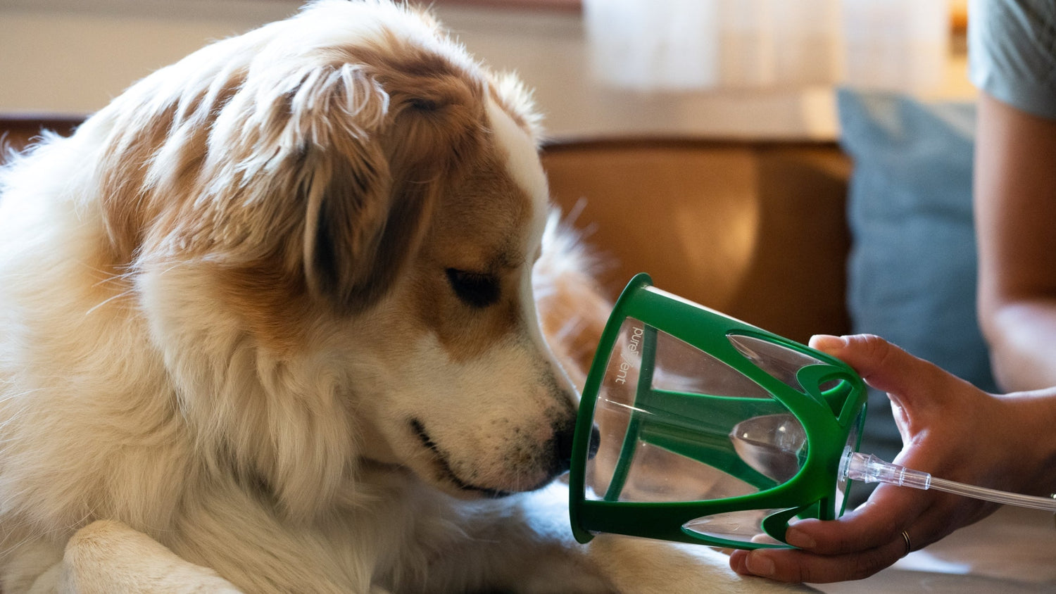 Dog receiving an oxygen mask