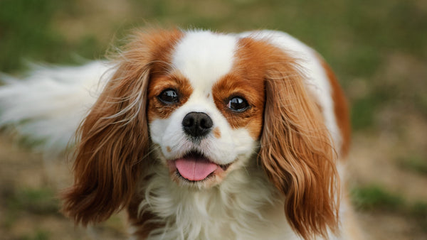 dog looking at camera while outside