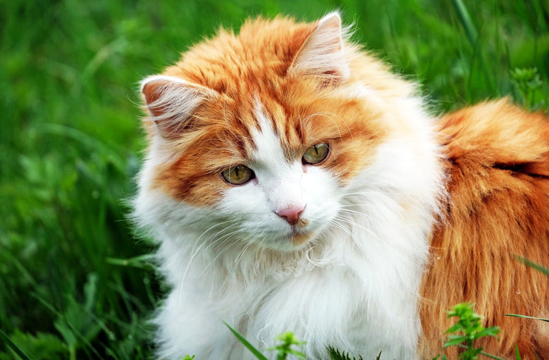 cat sitting outside