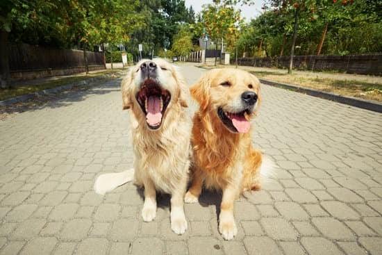 two dogs sitting outside