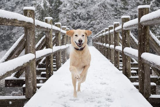 dog running through the snow