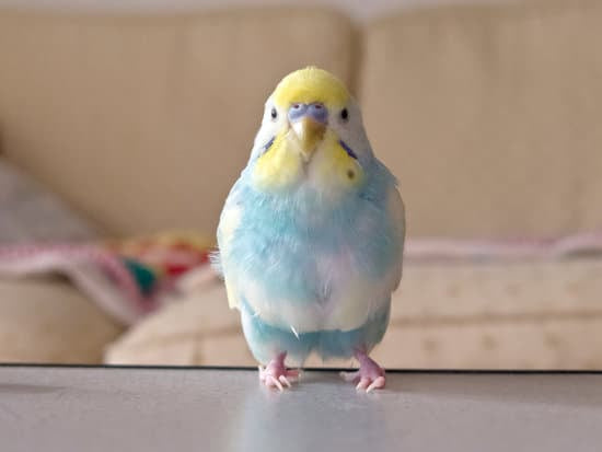 pet bird