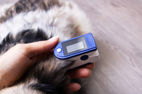 pulse oximeter on dog's ear