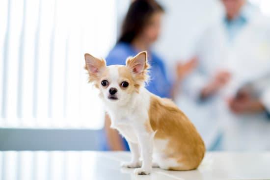 dog at the vet
