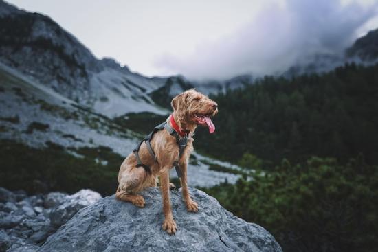 dog in the mountains