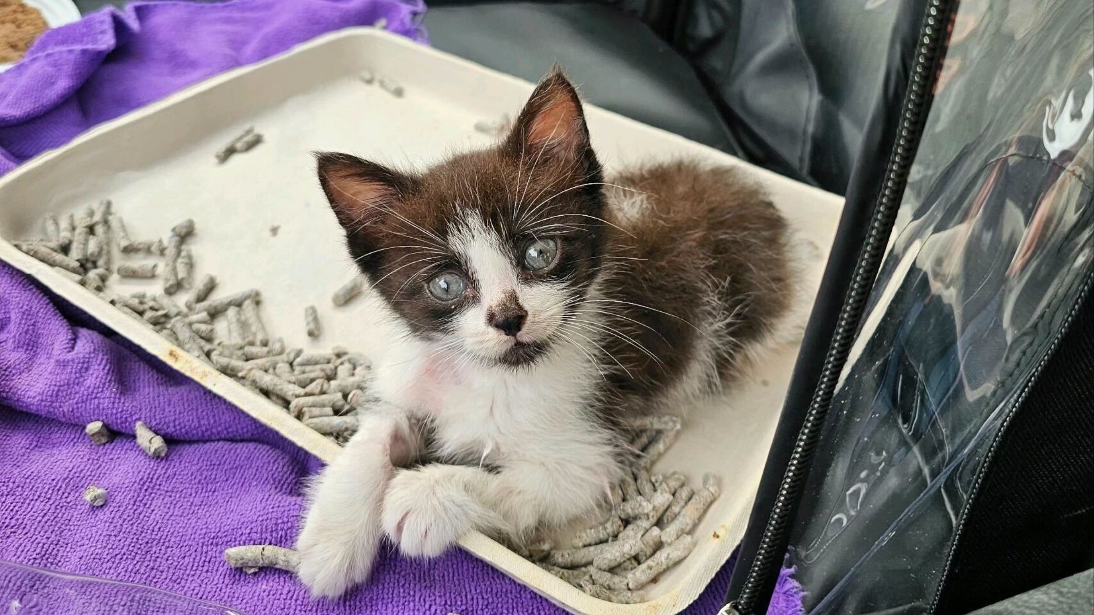 kitten sitting in an oxygen cage