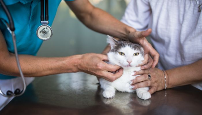 Cat being examined by a vet