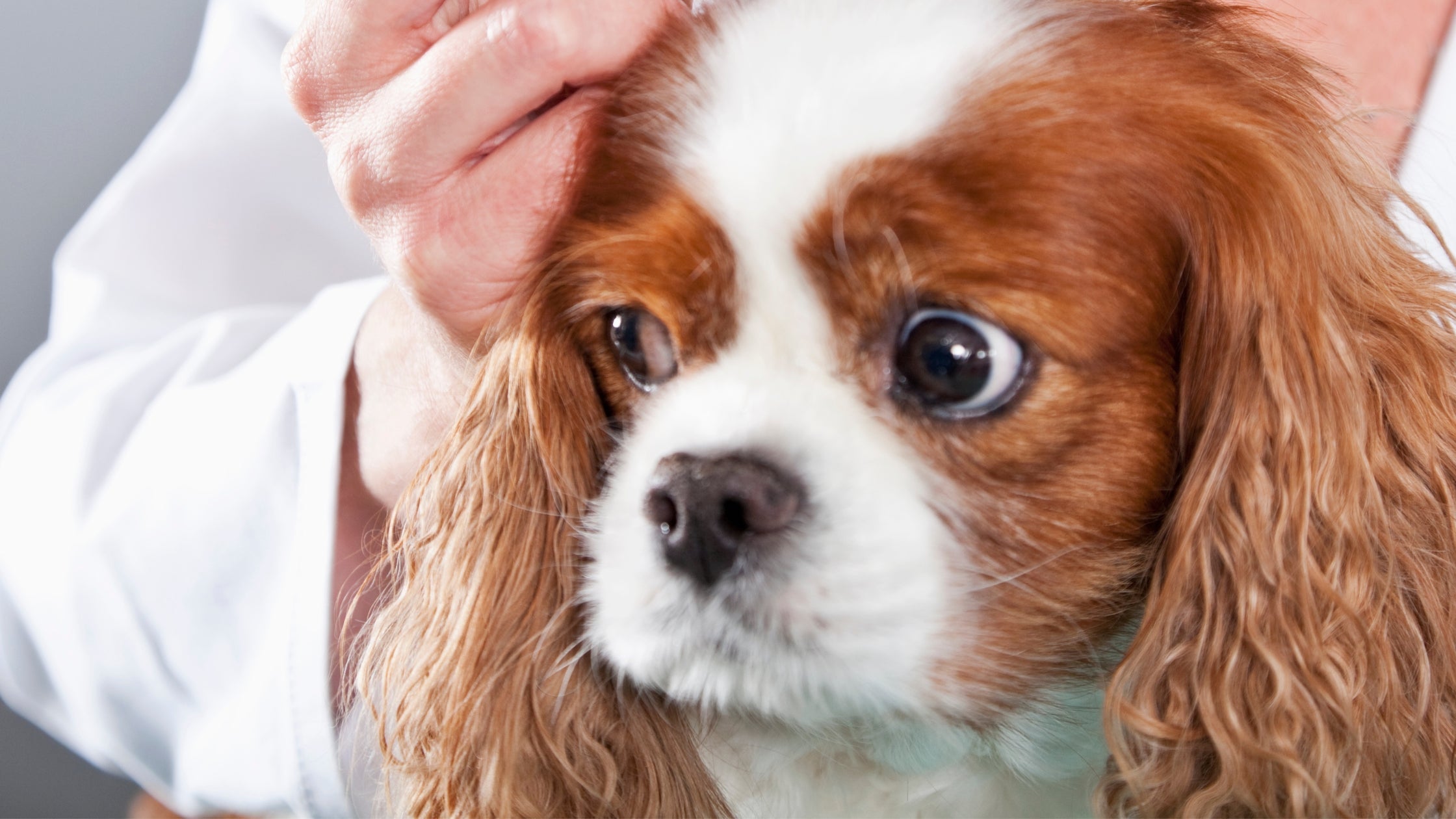 Dog with part of hand visible on the dogs head.