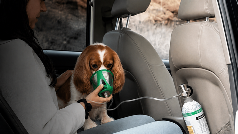 Cavalier king Charles spaniel receiving oxygen therapy in the car