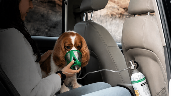 Dog receiving oxygen during emergency transport by Pawprint Oxygen