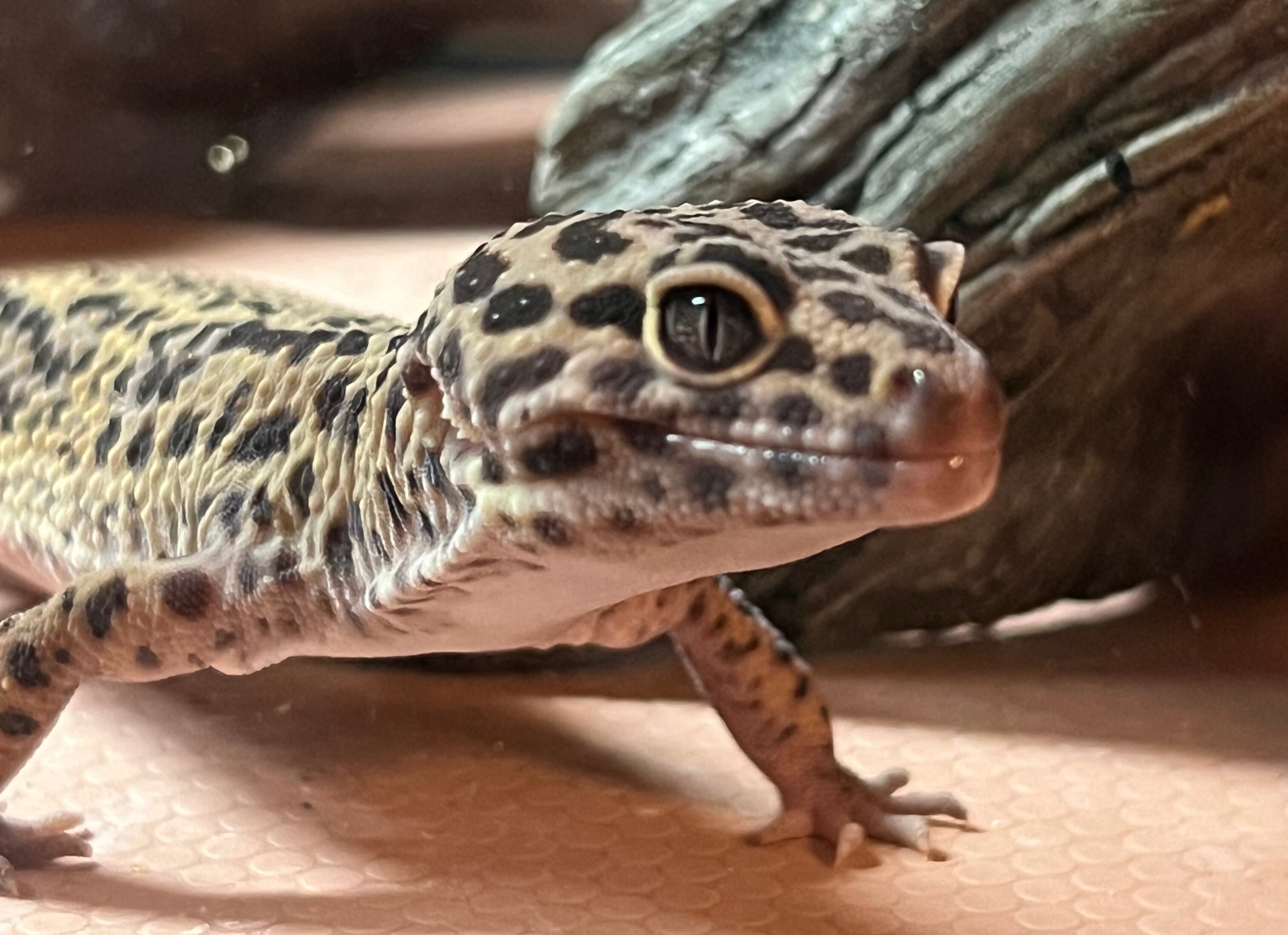 leopard gecko in chamber