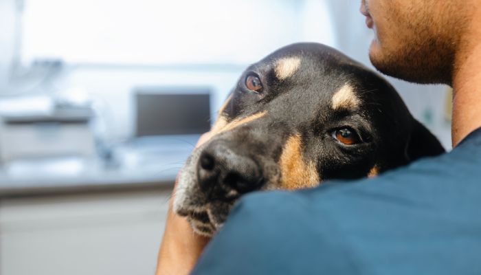 Dog resting on owner's shoulder at the vet