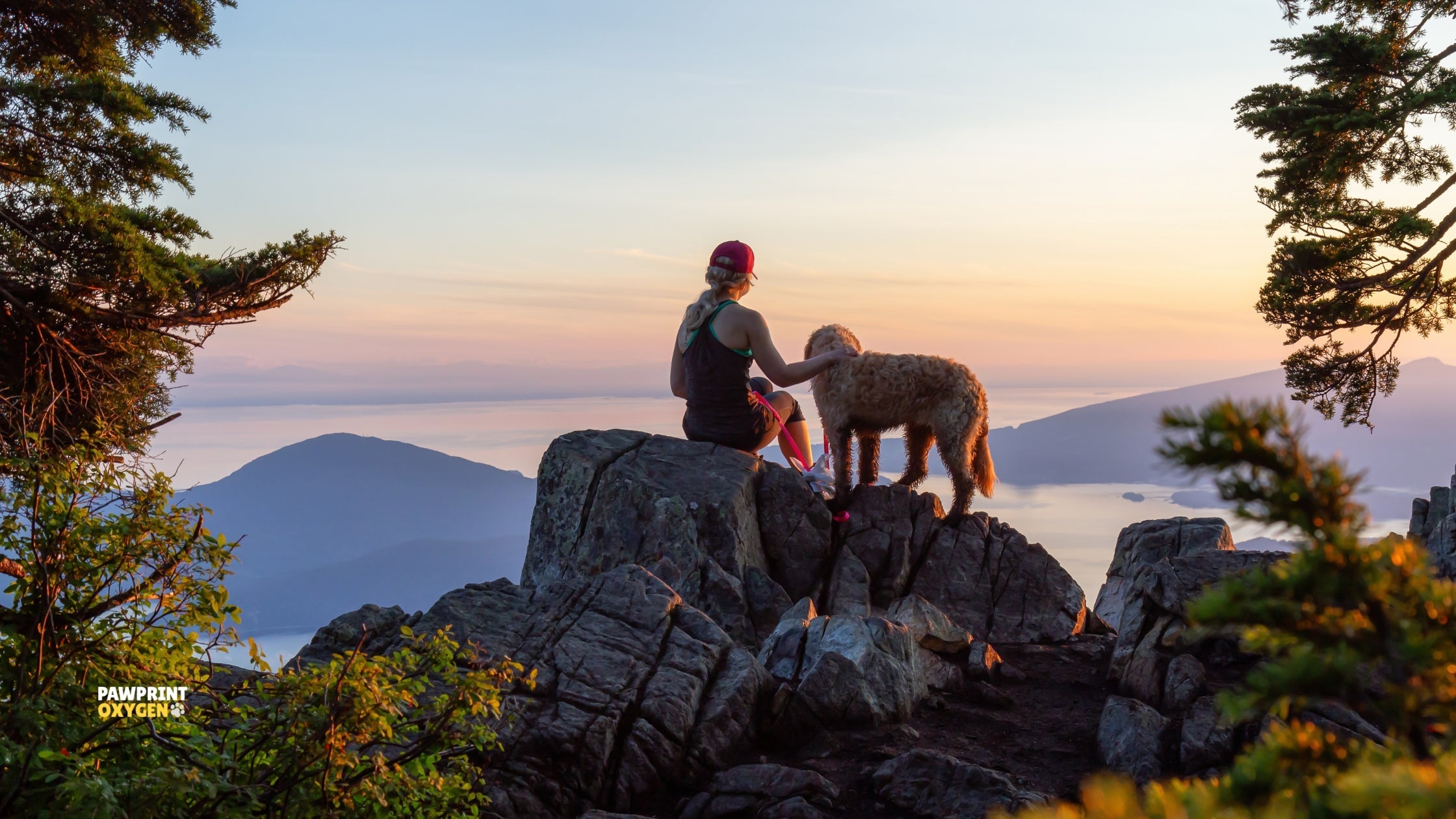 dog at high altitude