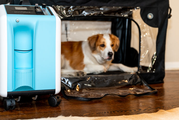 dog using oxygen cage at home