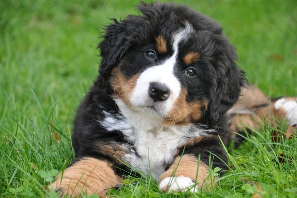 A relaxed puppy lying on green grass