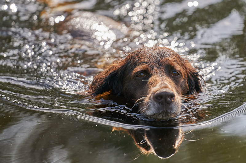 Wet Labrador retriever being lifted from a pool by owner after a near-drowning scare