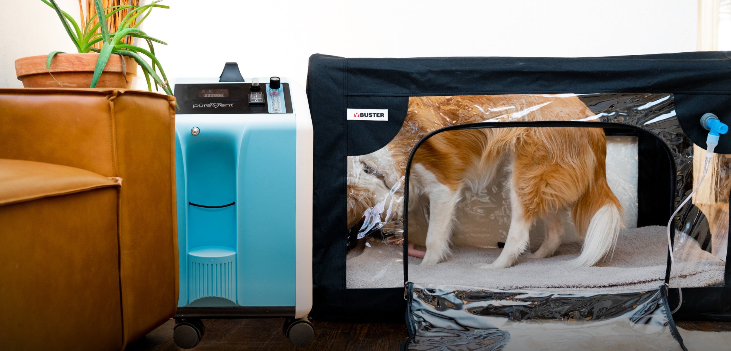 dog in oxygen chamber