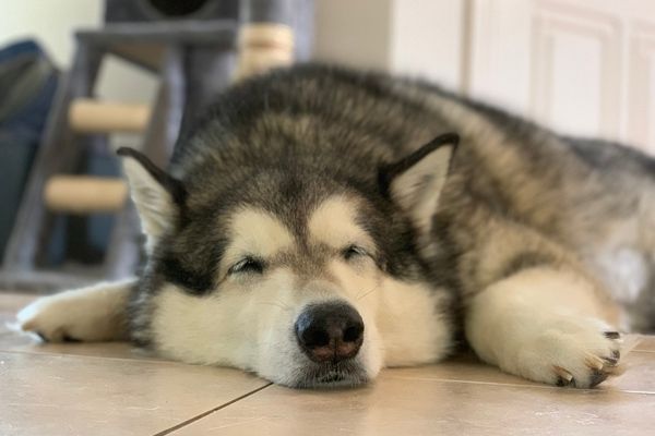 A dog resting on the floor with its eyes half closed