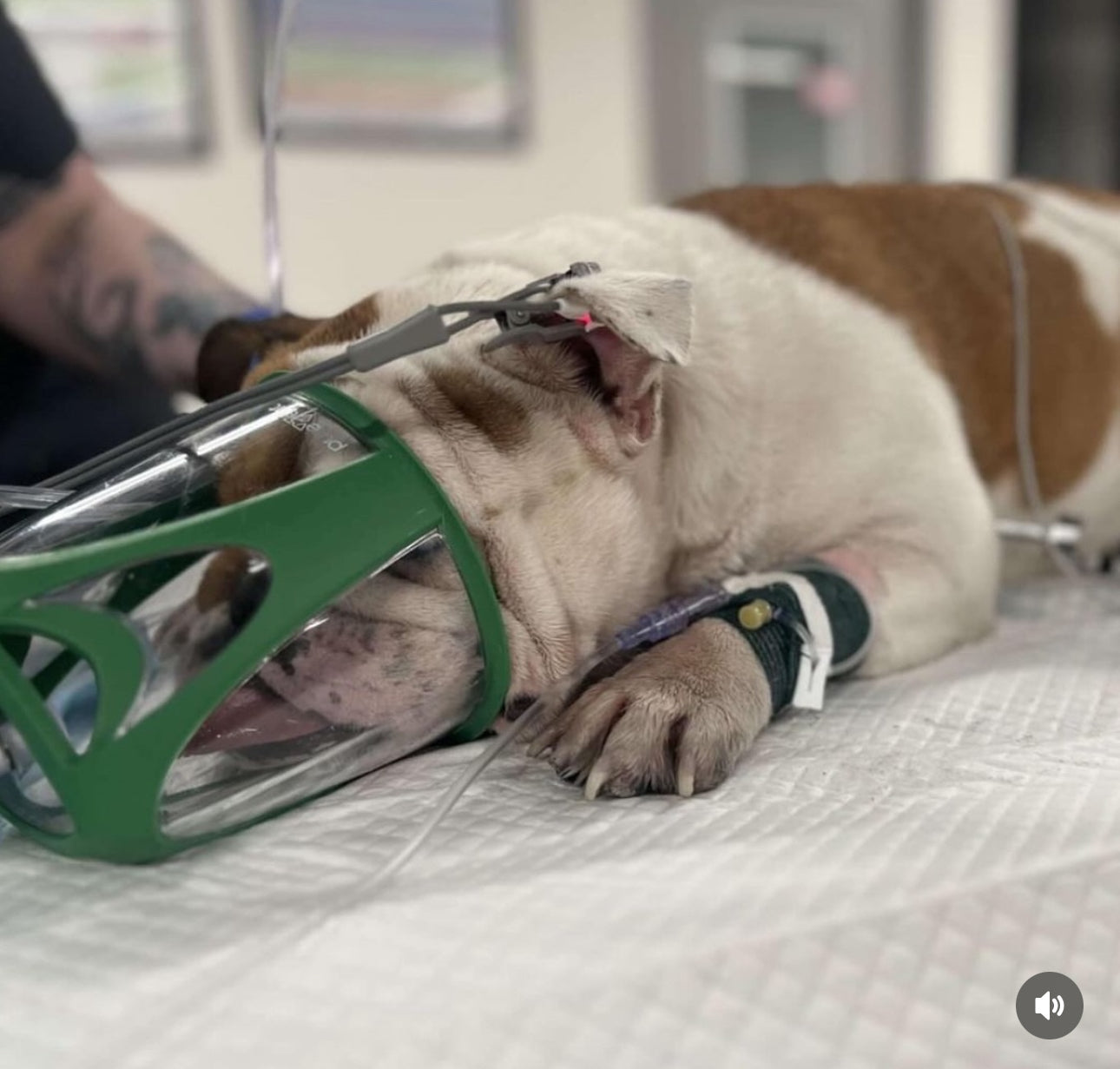 bulldog with oxygen mask