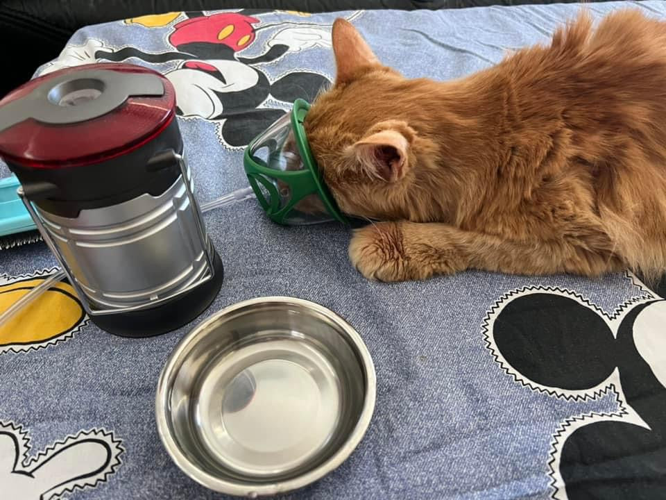 cat in oxygen mask