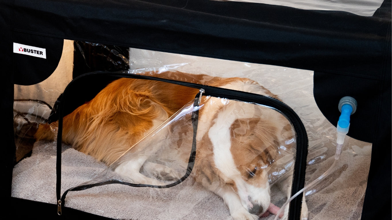 Dog layig in oxygen cage.