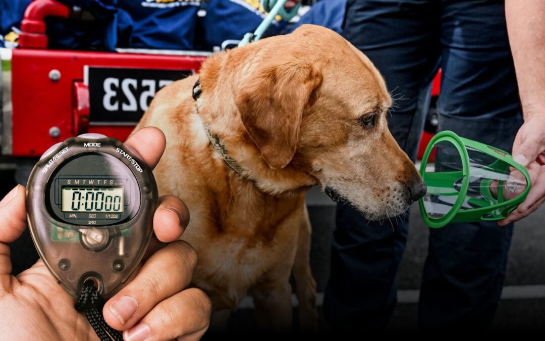 measuring respiratory rate of dog