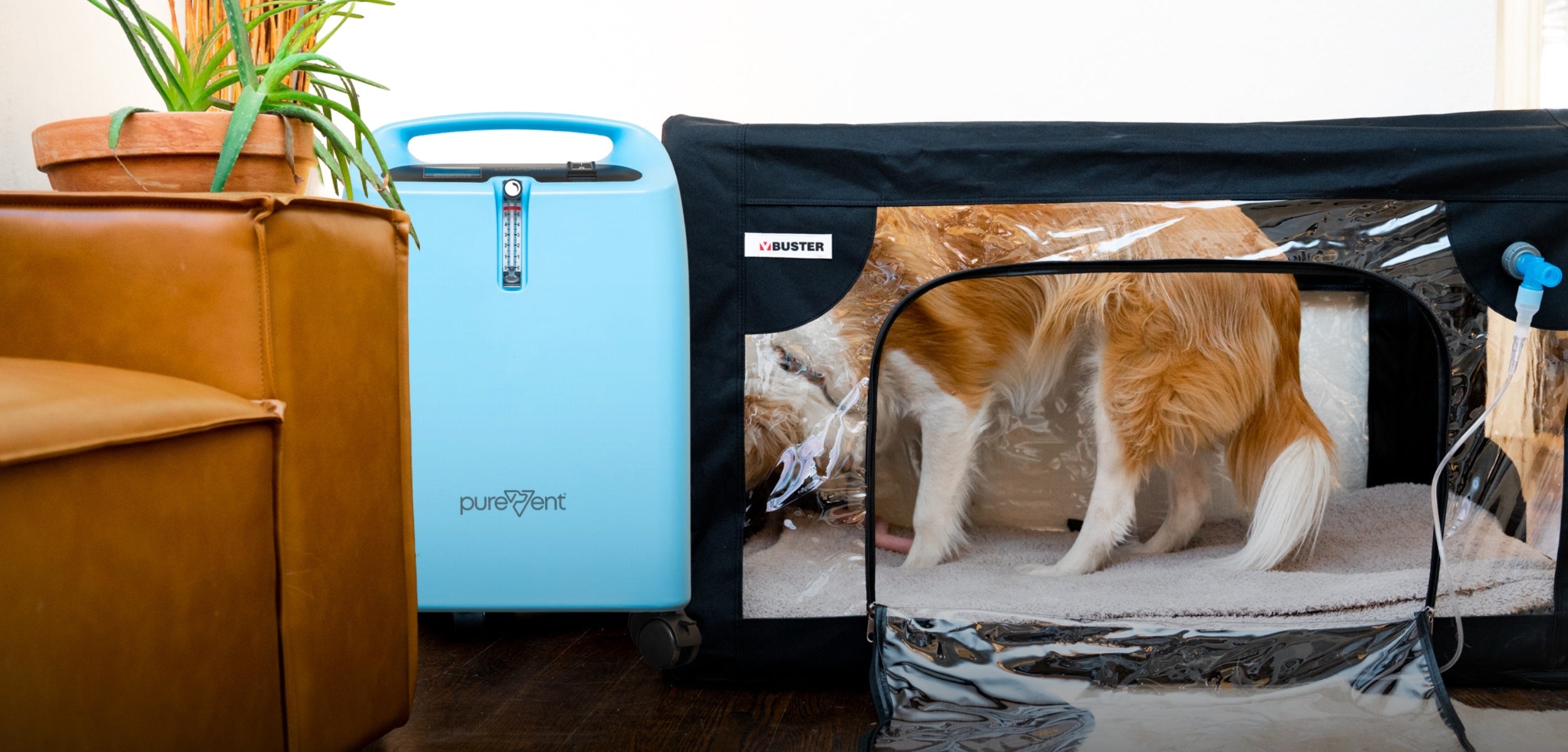 dog in an oxygen therapy cage