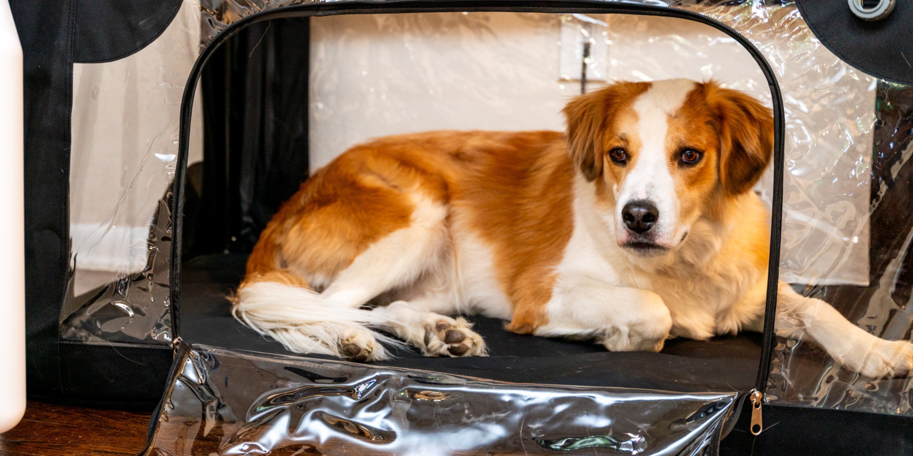 dog inside oxygen cage