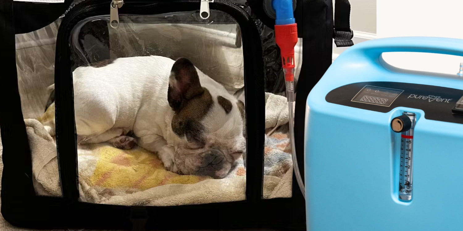 dog laying in an oxygen cage