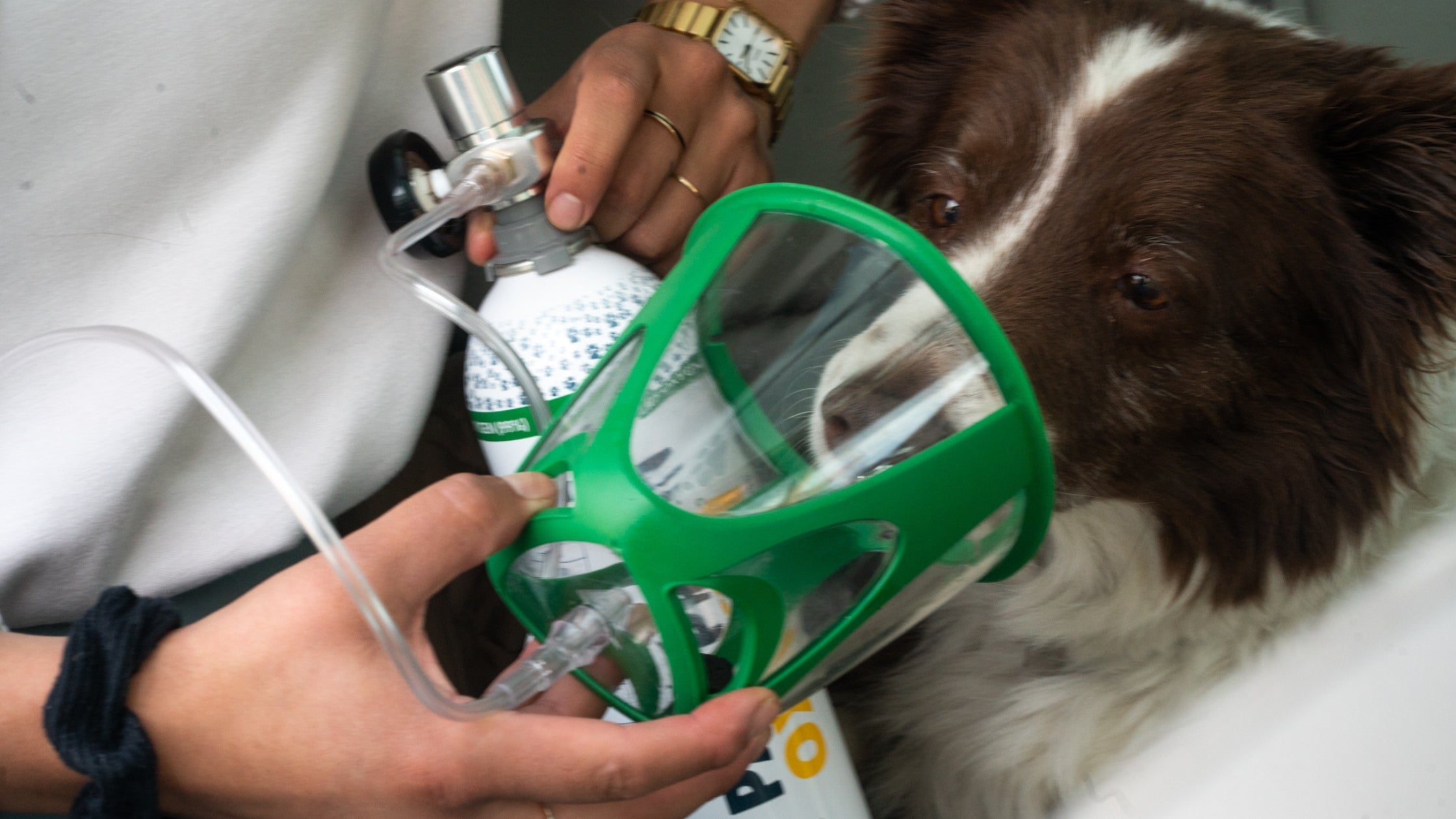 dog with pet oxygen mask