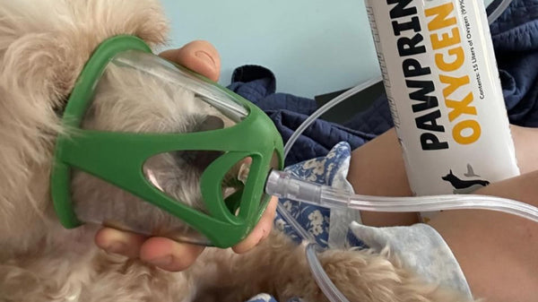 dog receiving oxygen therapy with an oxygen mask