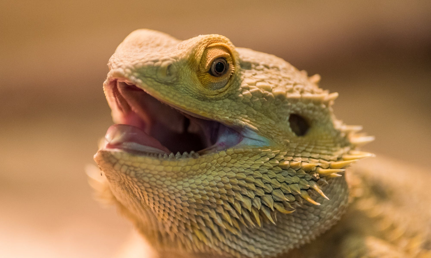 bearded dragon