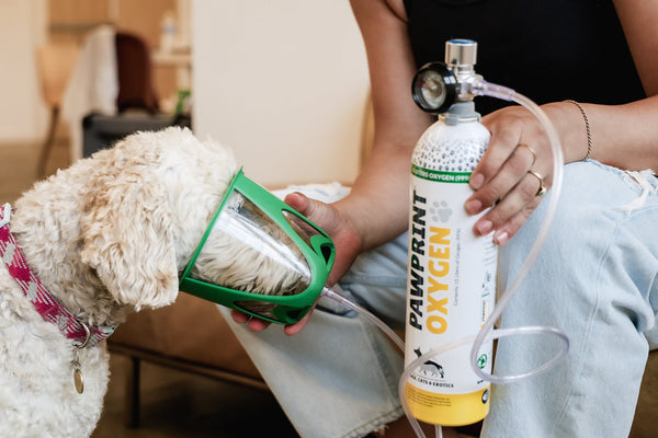 dog receiving oxygen therapy with an oxygen mask
