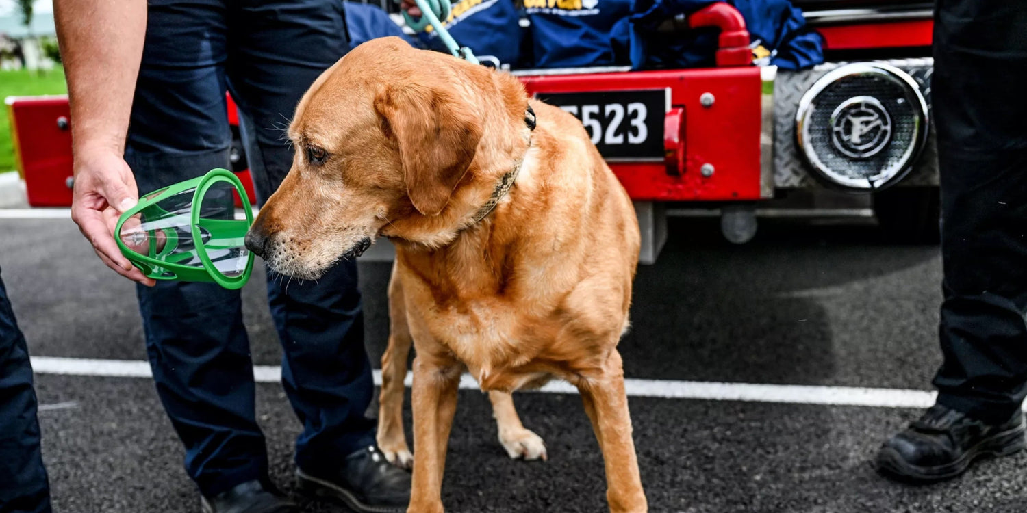 dog oxygen mask at fire department