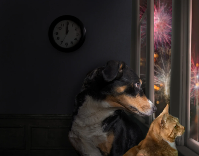 fireworks anxiety in dogs and cats