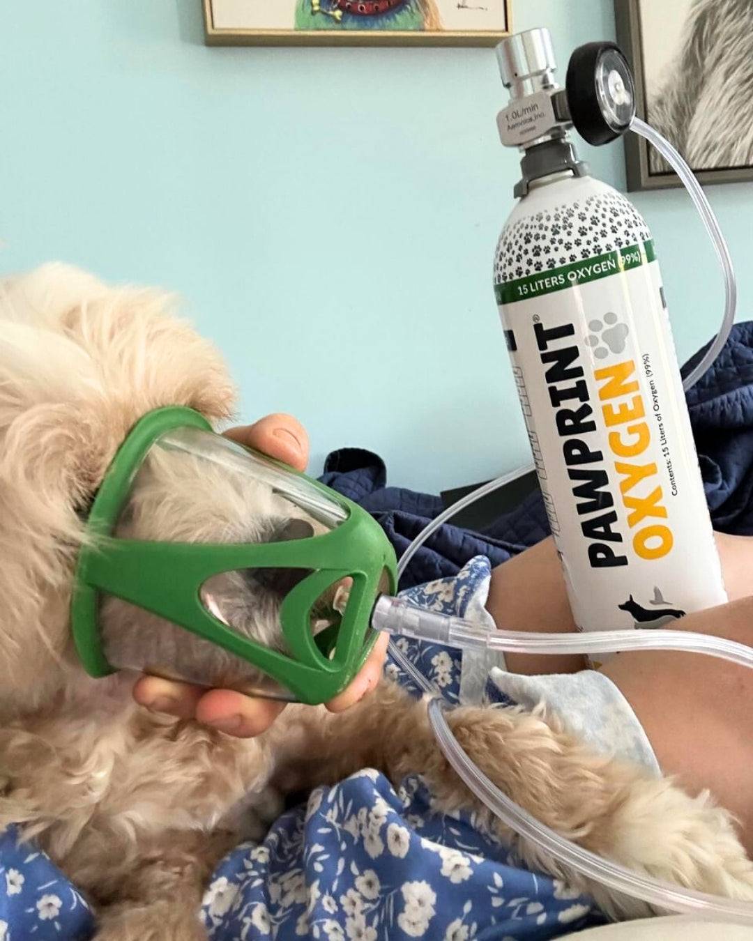 dog with an oxygen mask and canister