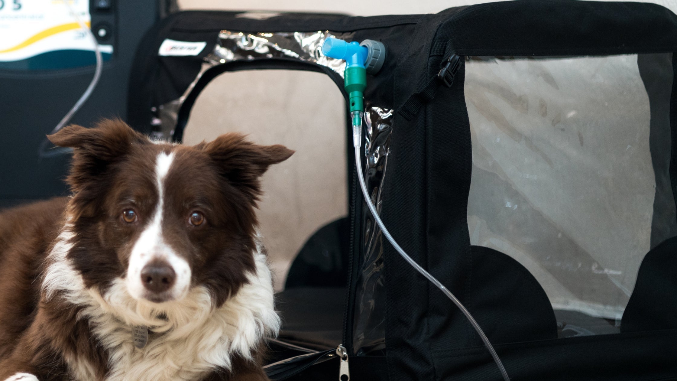 dog next to an oxygen cage