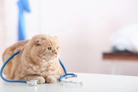 Cat Health Conditions That Benefit From Oxygen