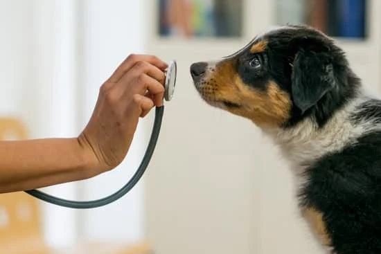 dog at the vet