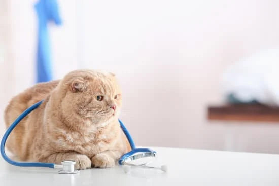 cat at the vet