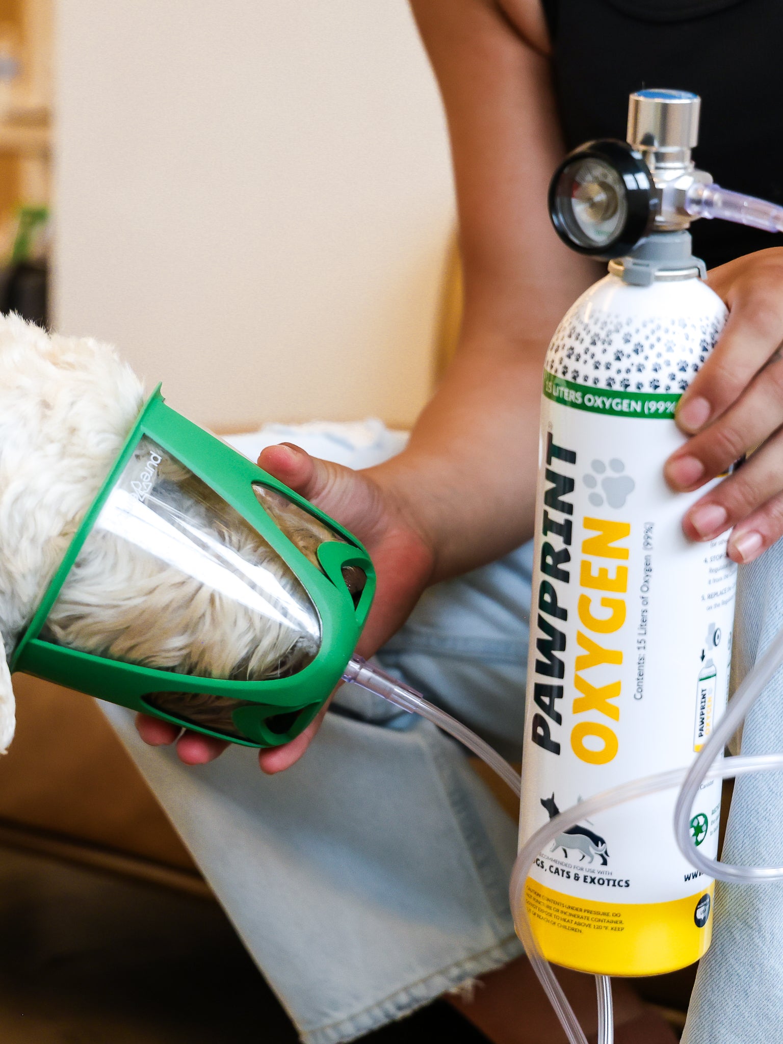 dog in oxygen mask receiving oxygen