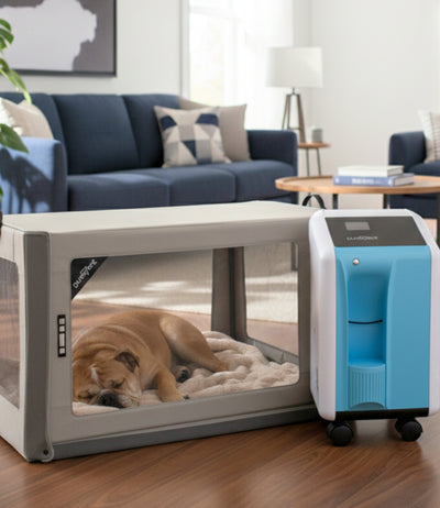Dog resting inside a clear pet oxygen chamber connected to a blue oxygen concentrator in a living room.