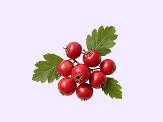 Hawthorn Berry: For healthy circulation
