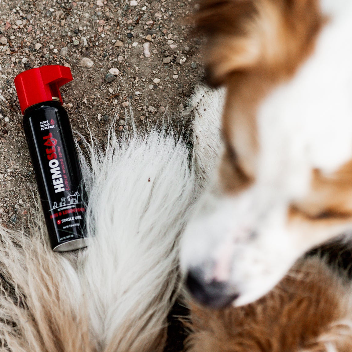Dog with a bottle of hemoseal on the ground