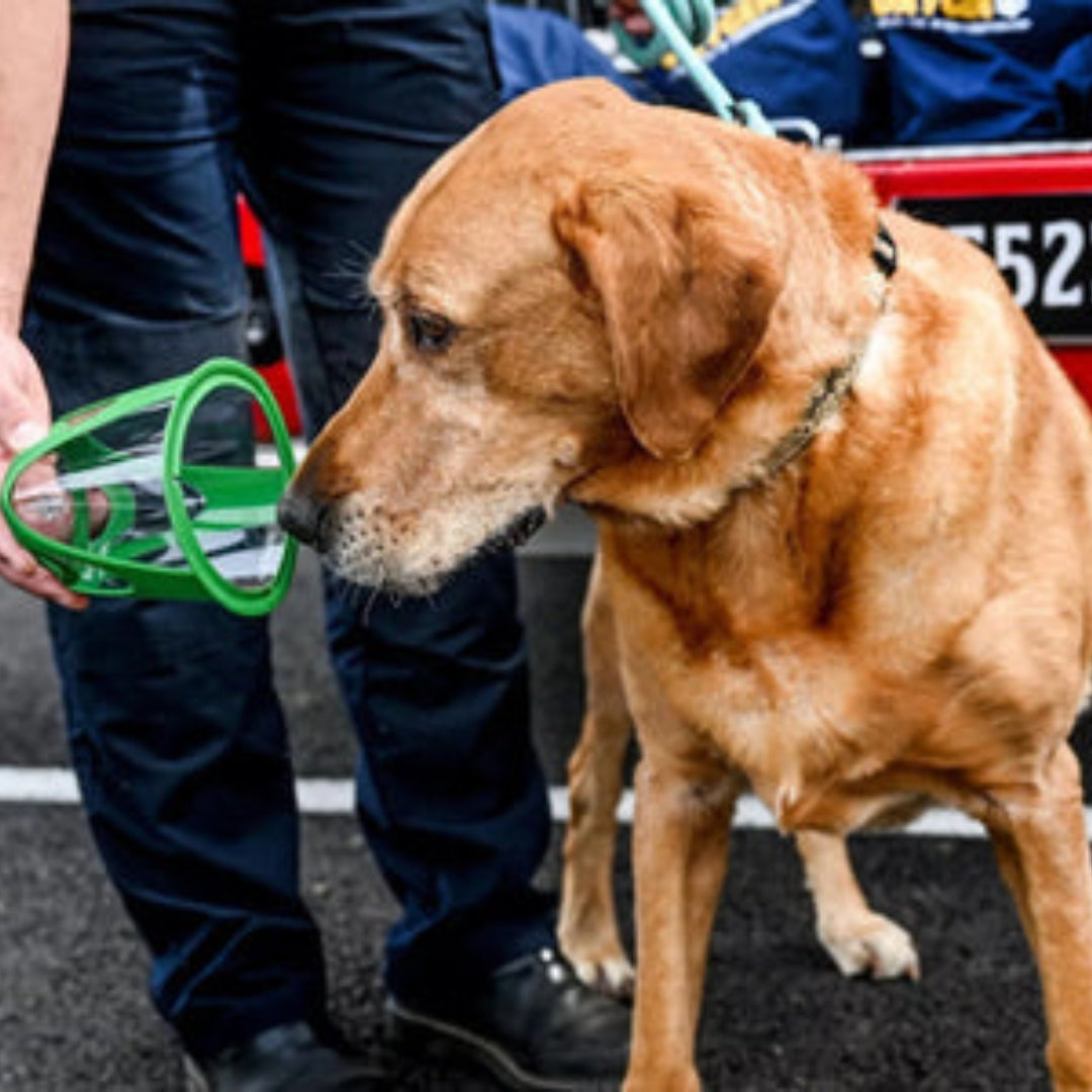 Dog standing next to a firefighter holding a green oxygen mask, with a blurred background